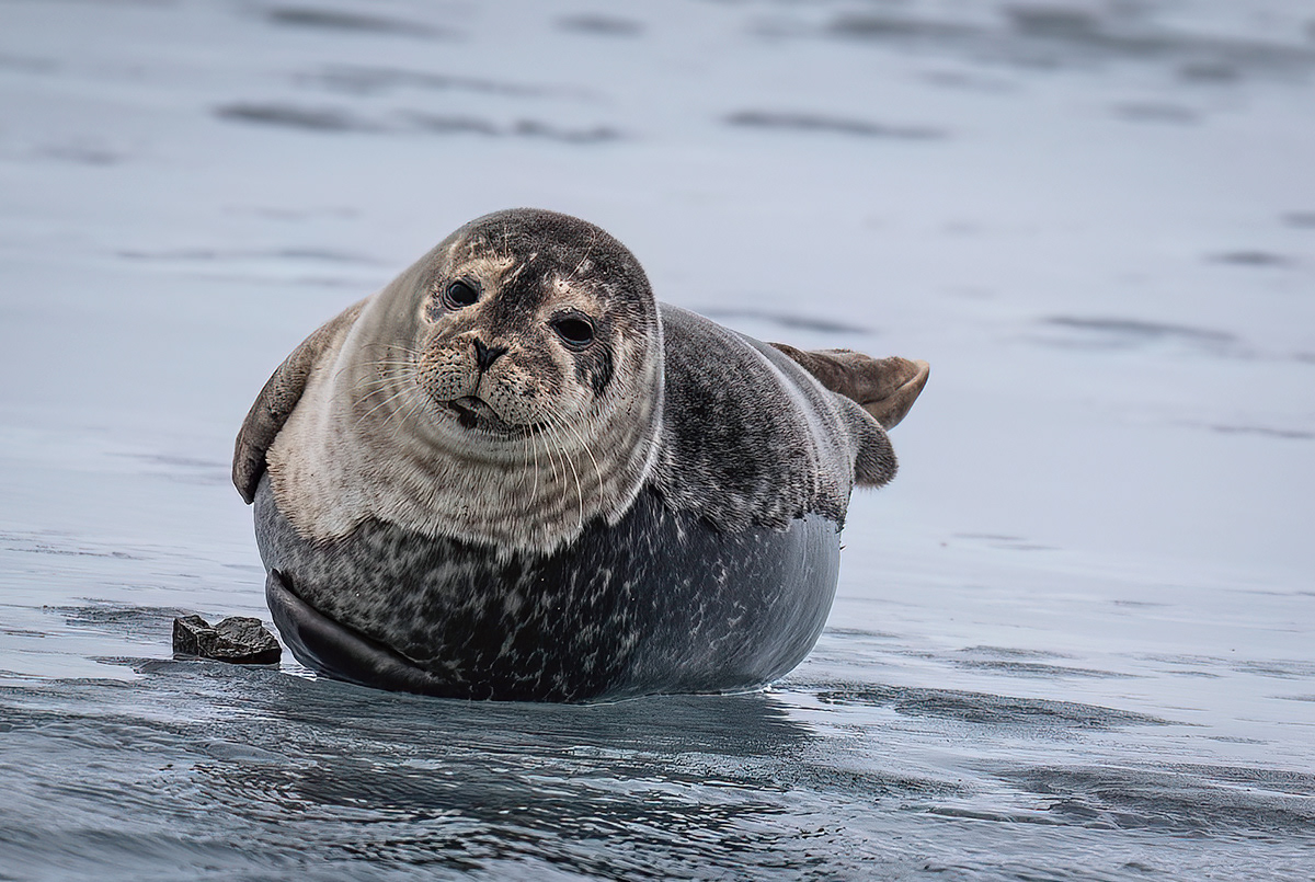Seal resting