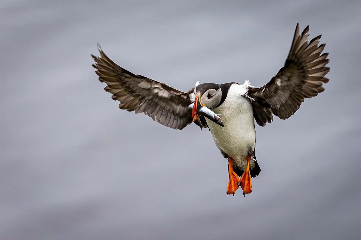 Puffins at Borgarfjörður eystri