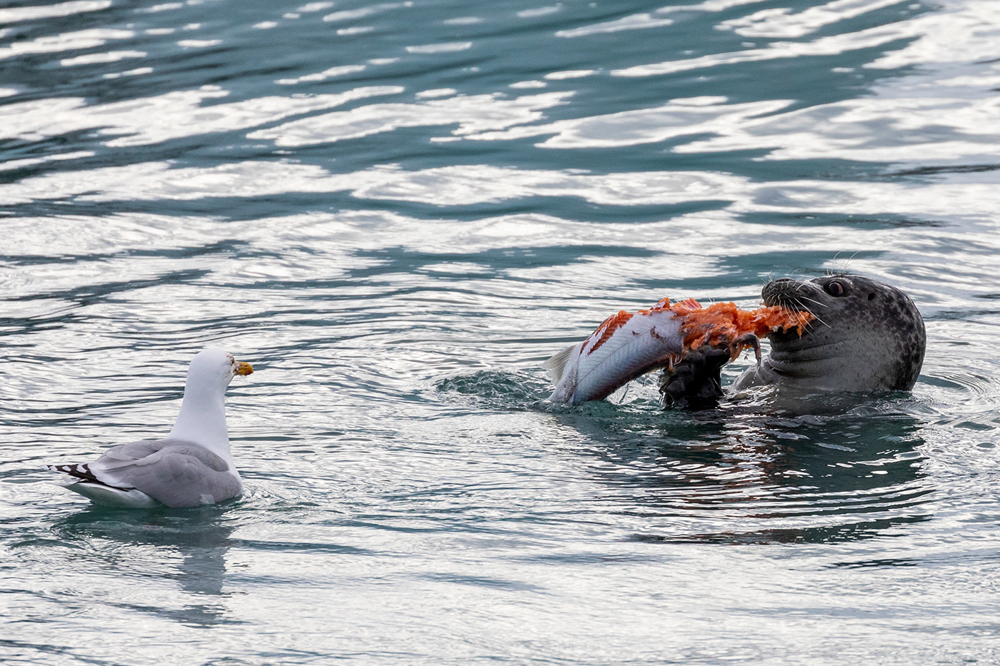 Seal eating Salmon in lagoon