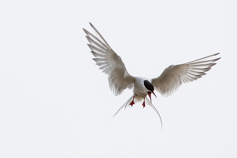 Artic tern