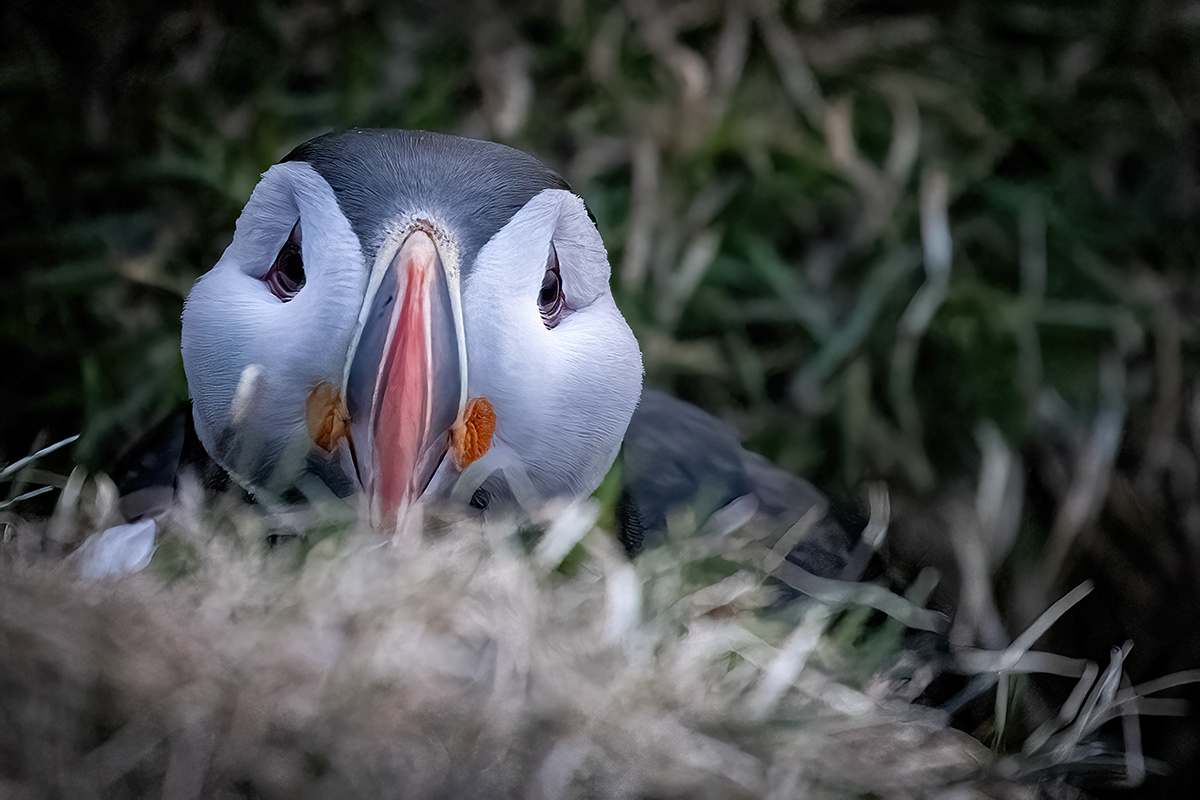 Puffin at Borgarfjörður eystri