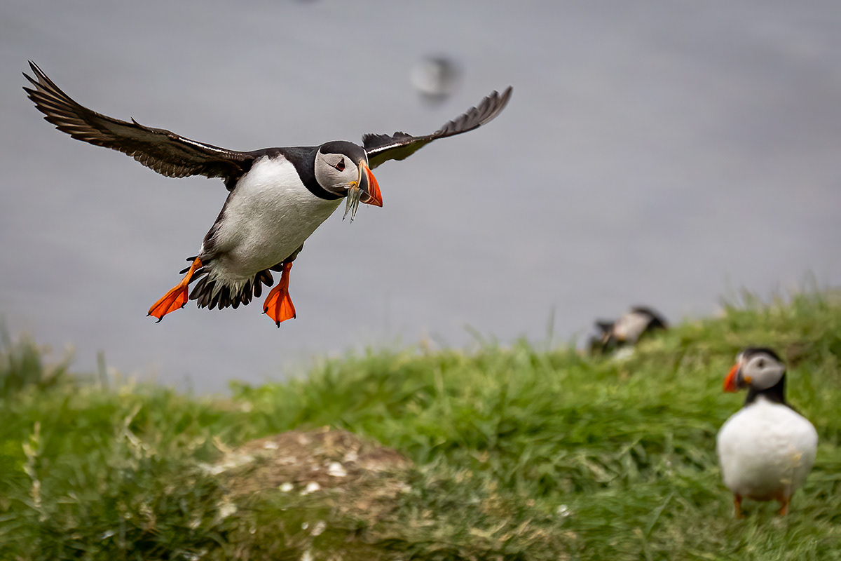 Puffins at Borgarfjörður eystri