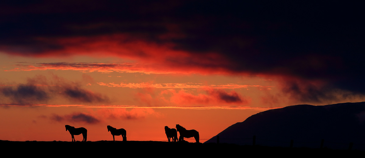 Horses in the night