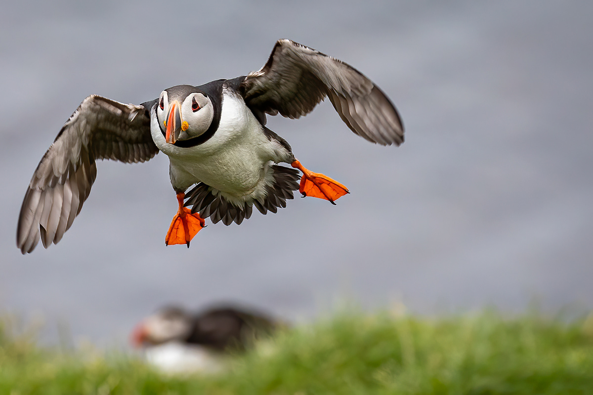 Puffins at Borgarfjörður eystri