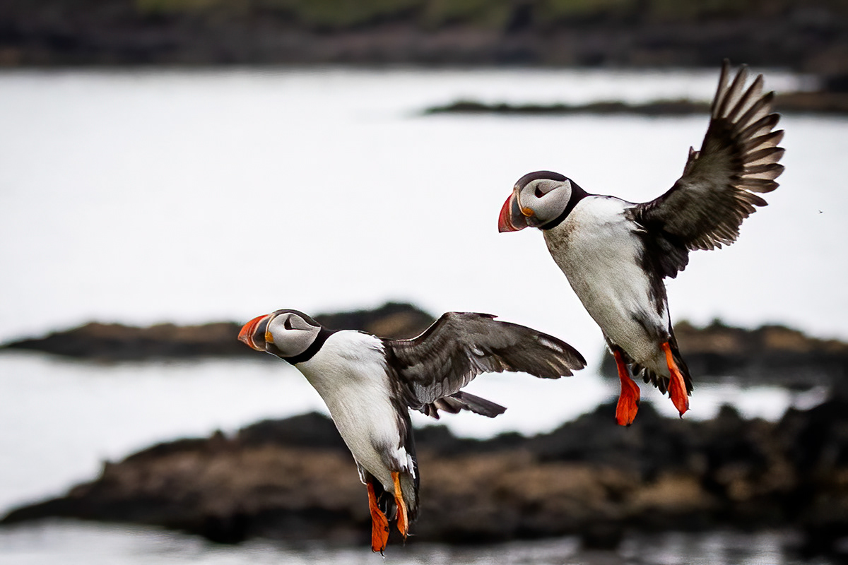 Puffins at Borgarfjörður eystri