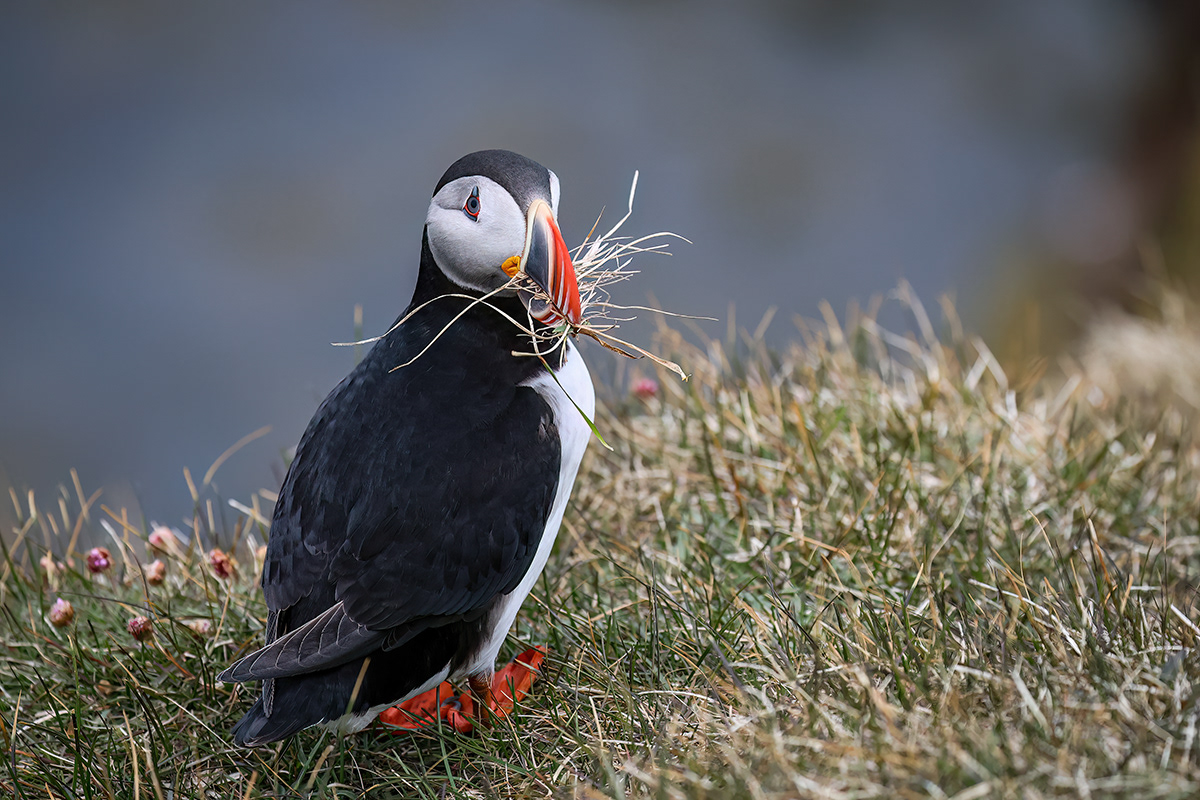 Puffin in Látrabjarg sea cliffs