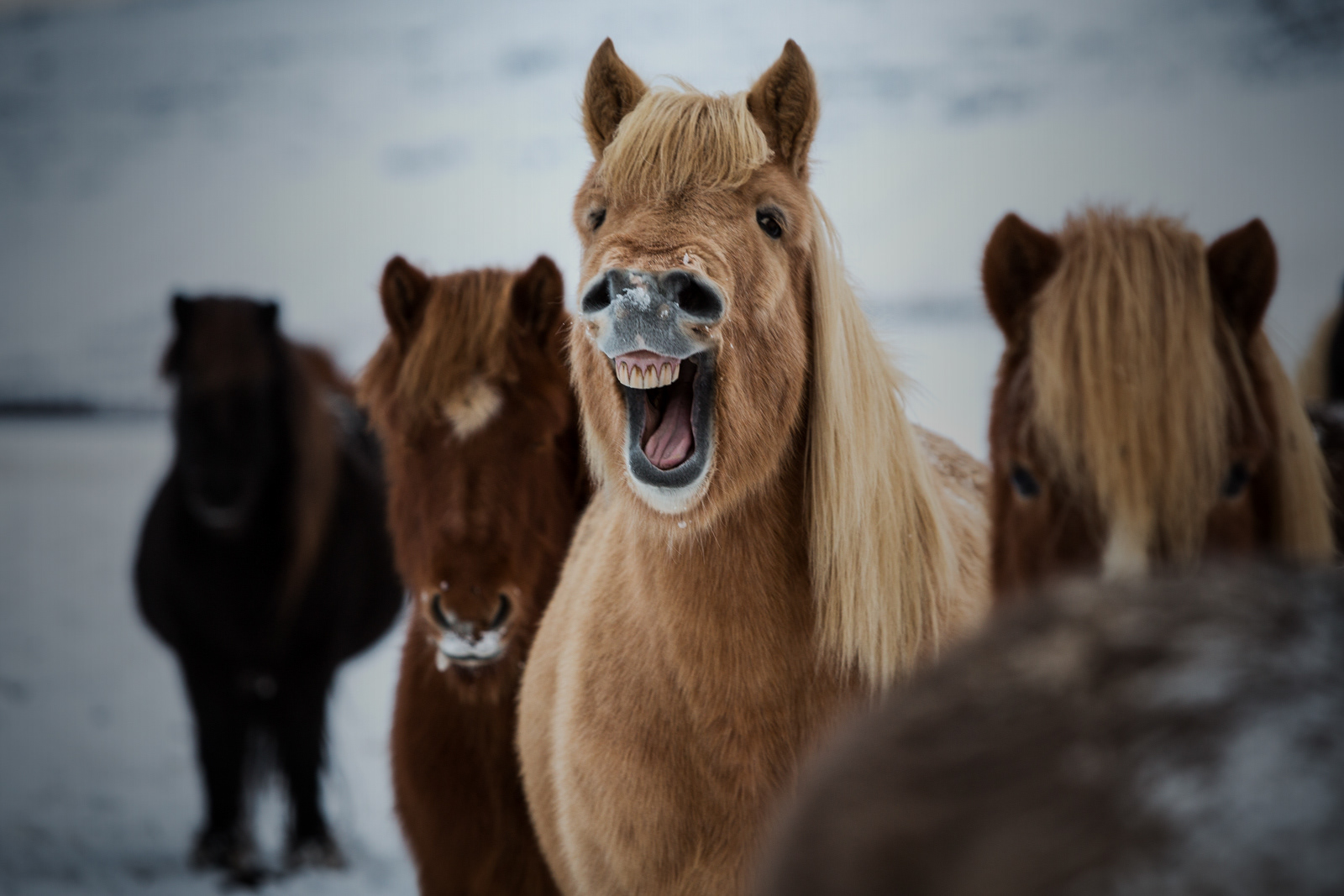 Smiling horse