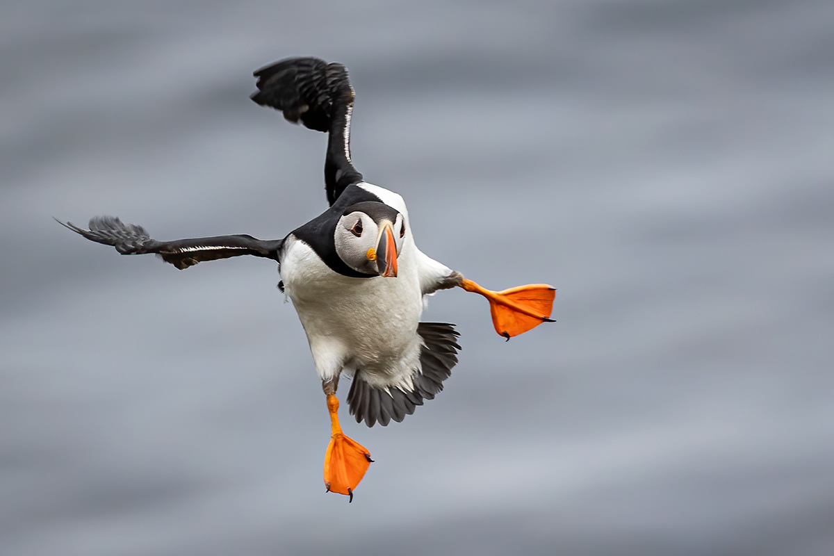 Puffins at Borgarfjörður eystri