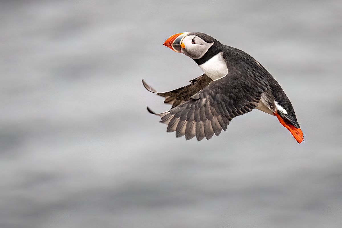 Puffin in Látrabjarg sea cliffs