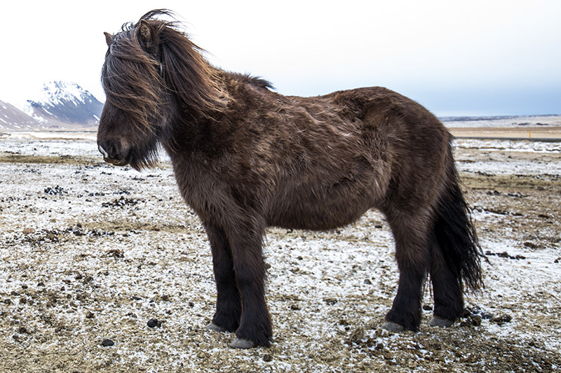 Icelandic winter horse