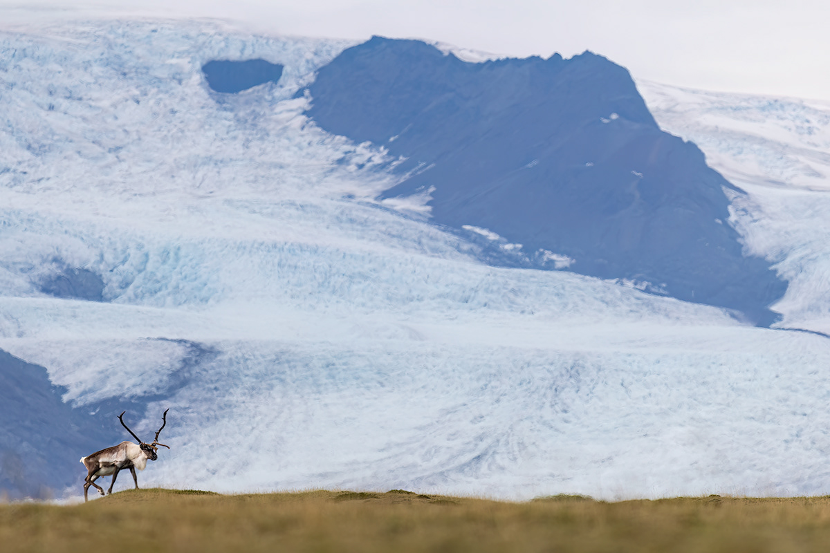 Reindeer at Vatnajökull