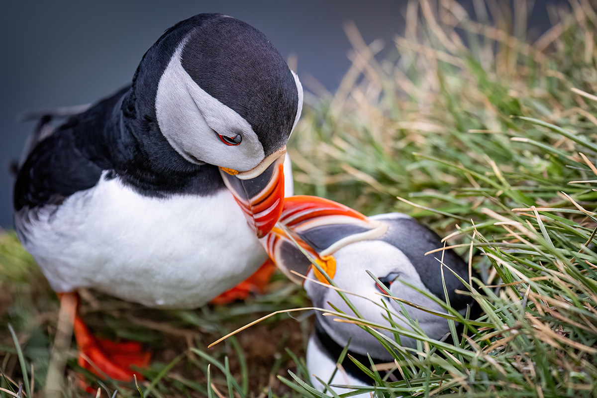 Puffin in Látrabjarg sea cliffs