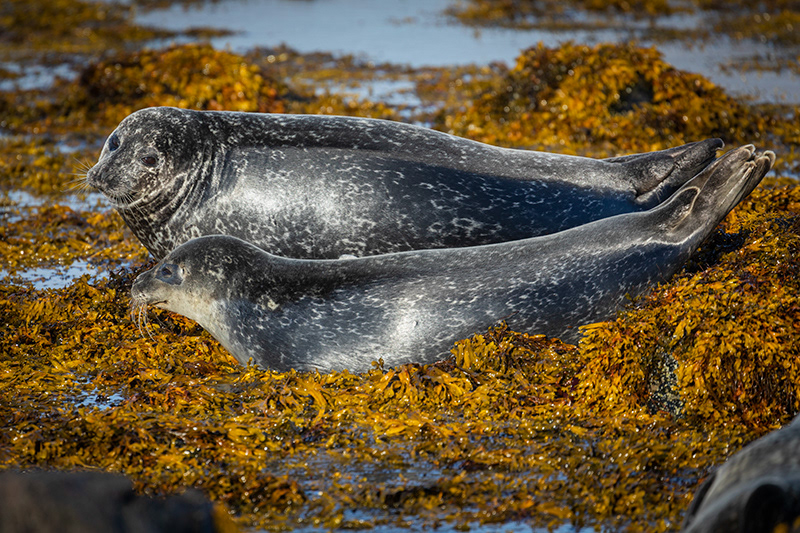 Seals at Ytri Tunga