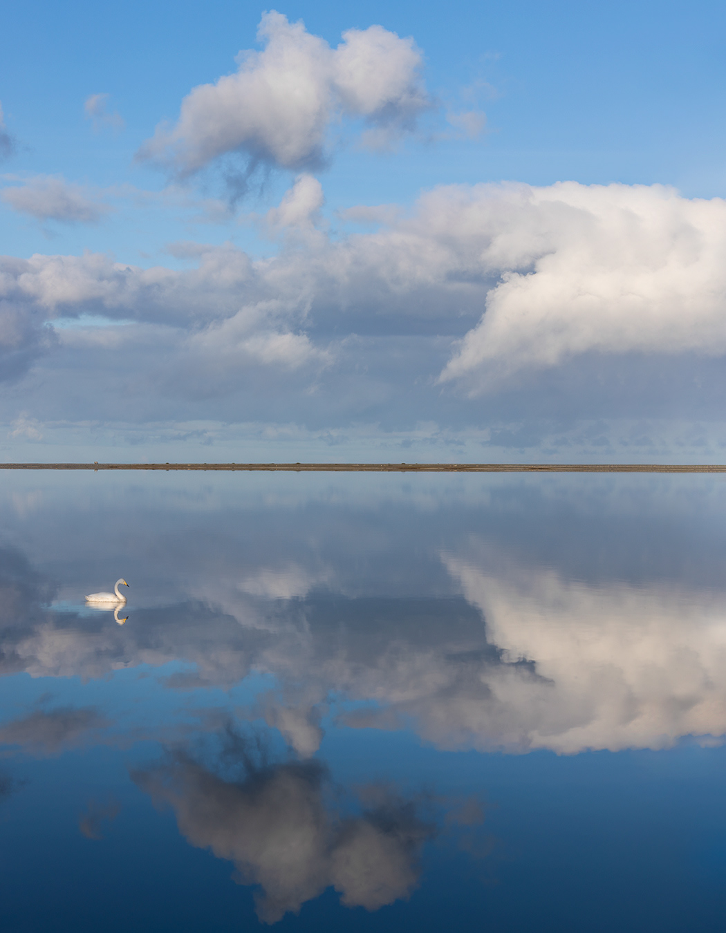 Swan at calm lake