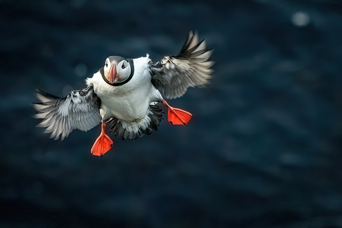 Puffin at Borgarfjörður eystri