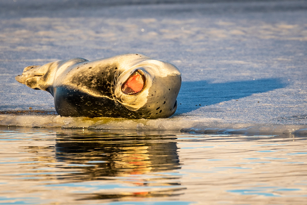 Seal at glacier lagoon