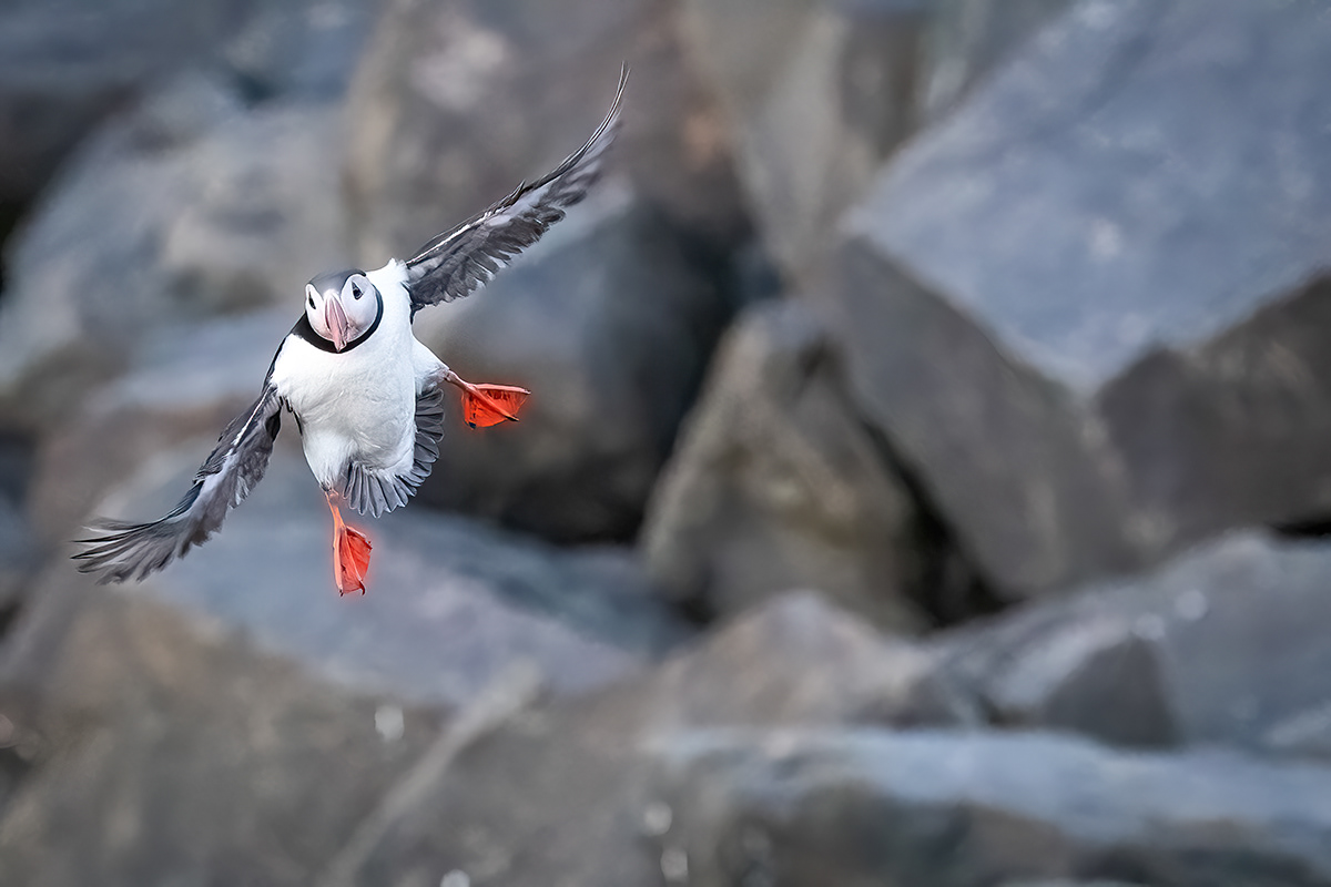 Puffin at Borgarfjörður eystri
