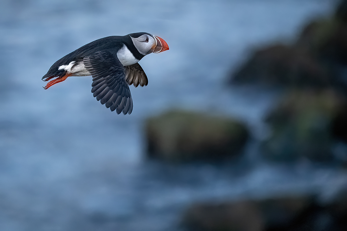 Puffin at Borgarfjörður eystri