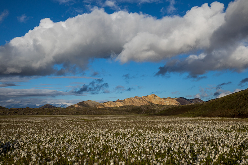 The cotton field in Landmannalaugar