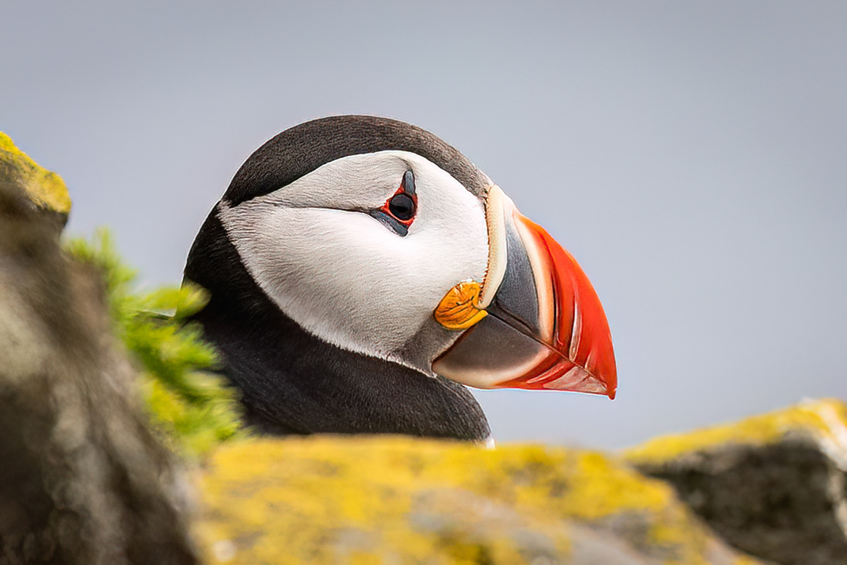 Puffin in Látrabjarg sea cliffs