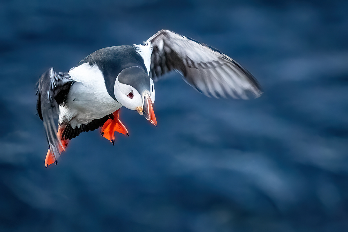 Puffin at Borgarfjörður eystri