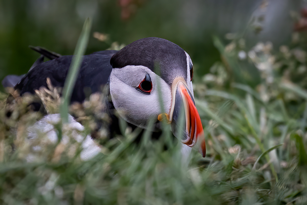 Puffins at Borgarfjörður eystri
