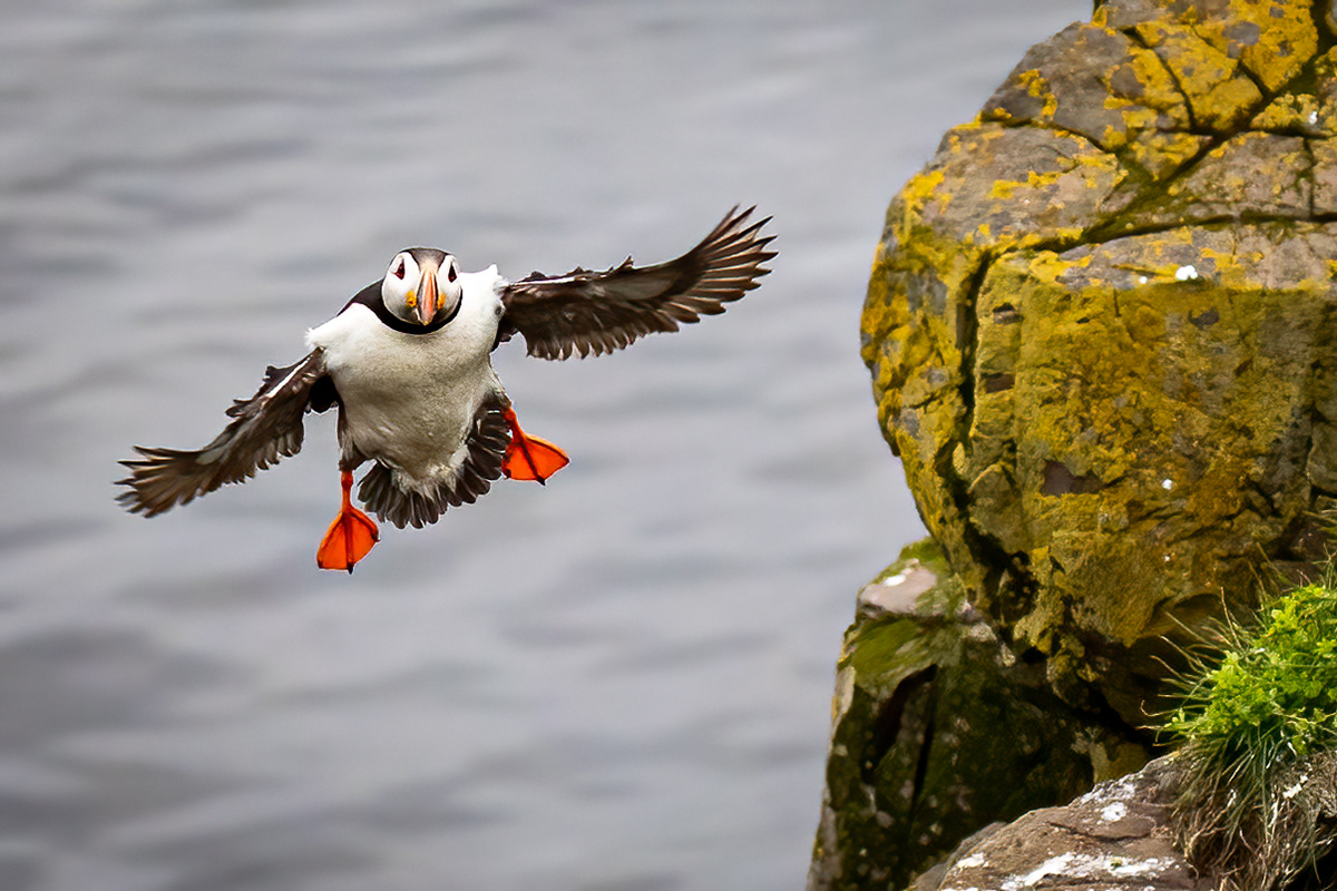 Puffins at Borgarfjörður eystri