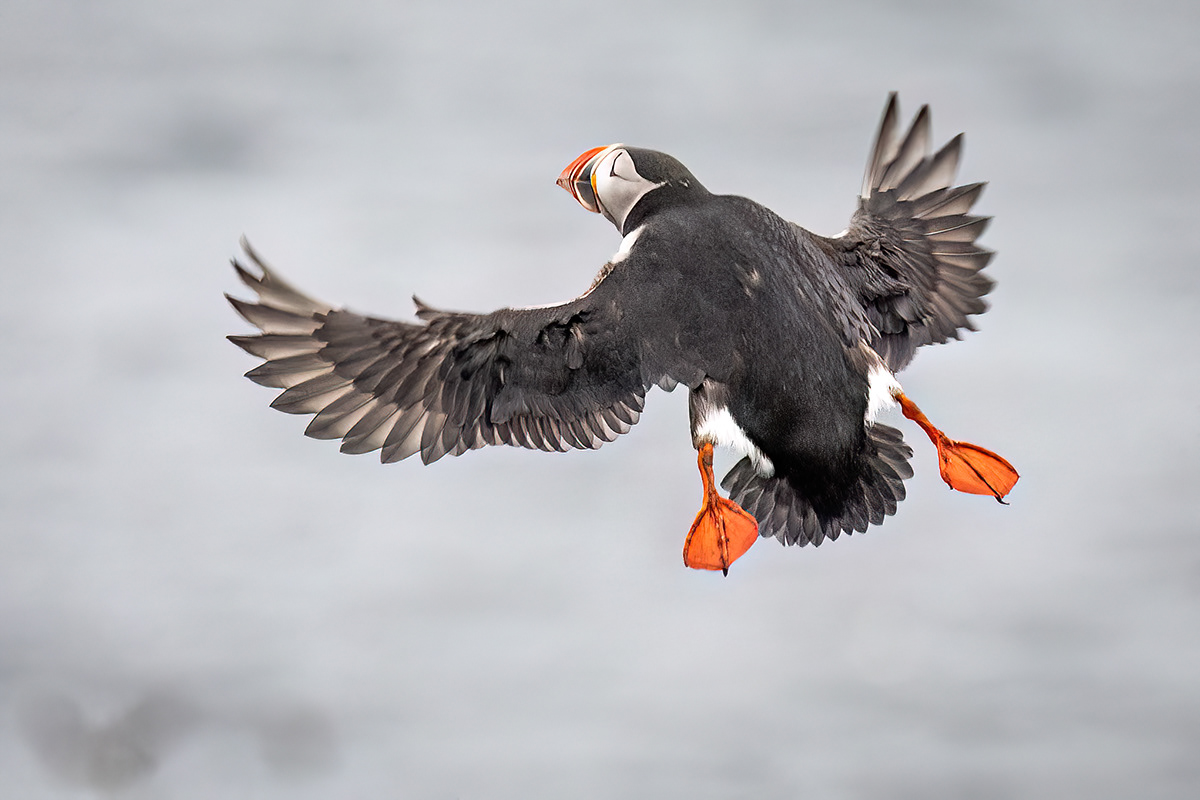Puffin in Látrabjarg sea cliffs