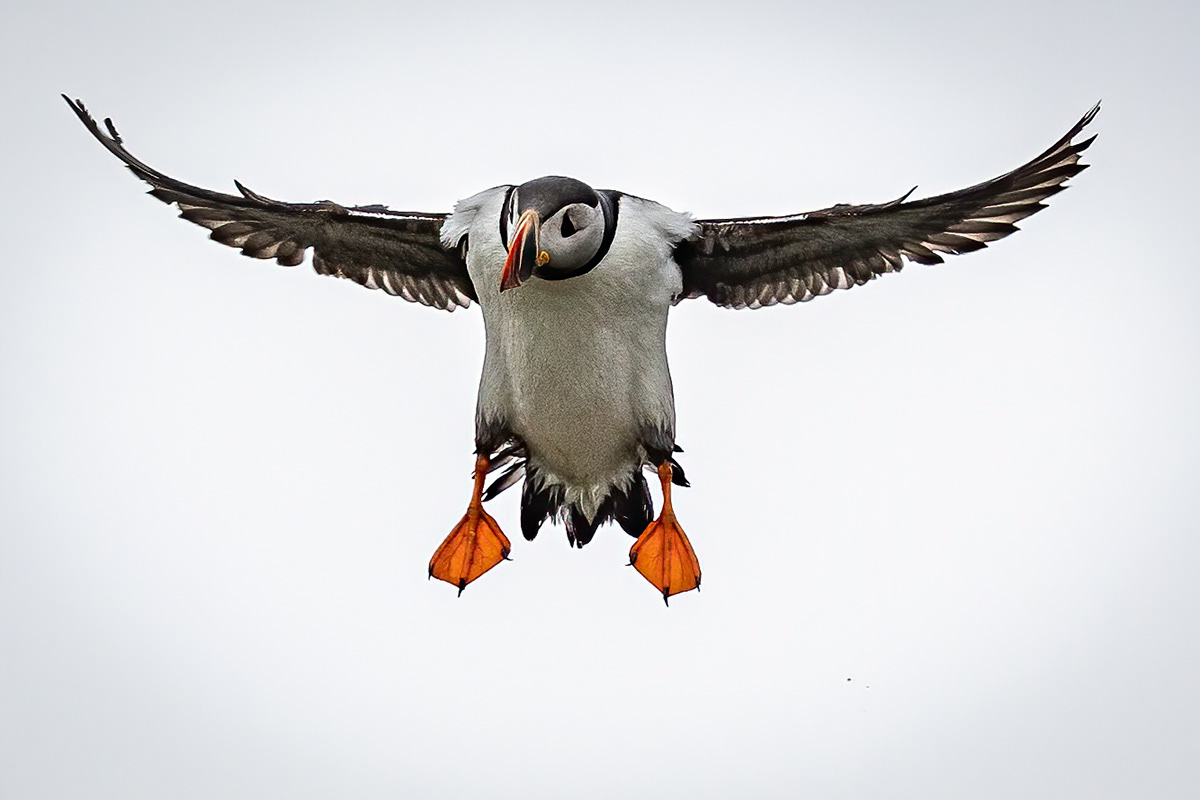 Puffins at Borgarfjörður eystri