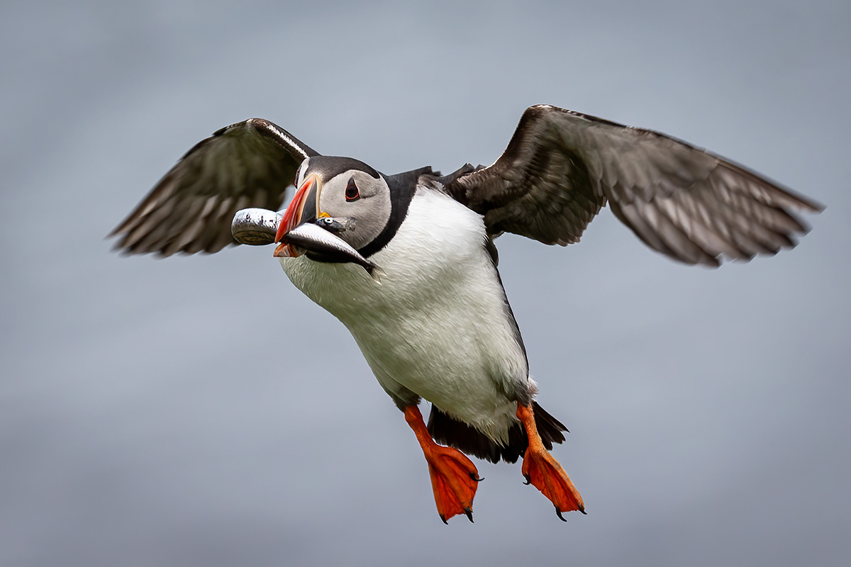 Puffins at Borgarfjörður eystri