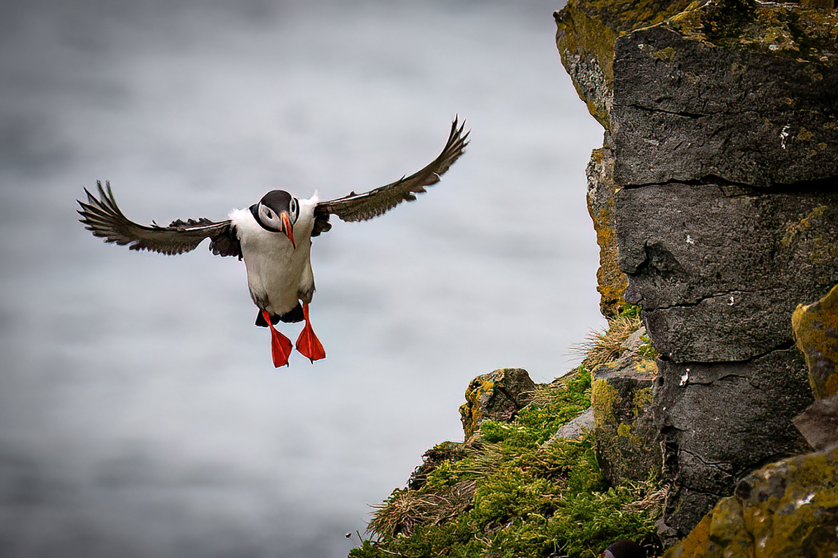 Puffin in Látrabjarg sea cliffs