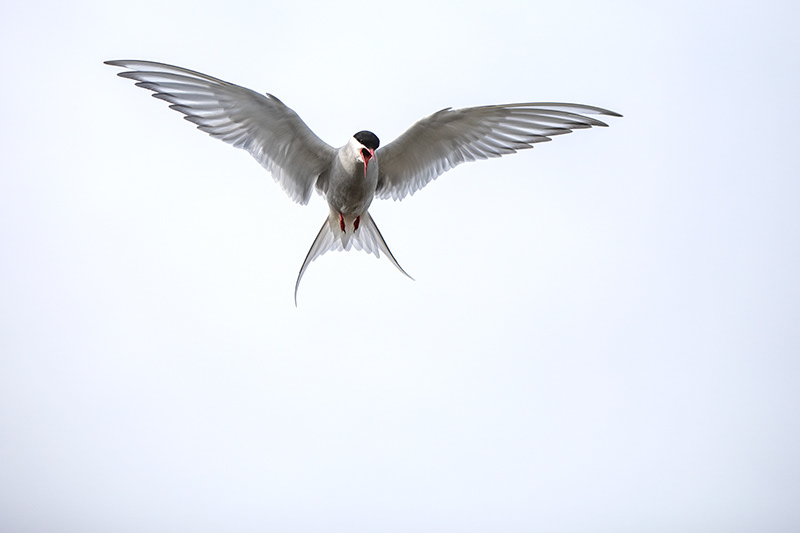 Artic Tern at Arnarstapi