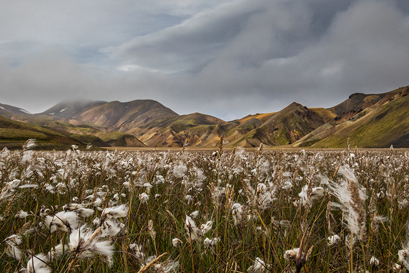 The cotton field
