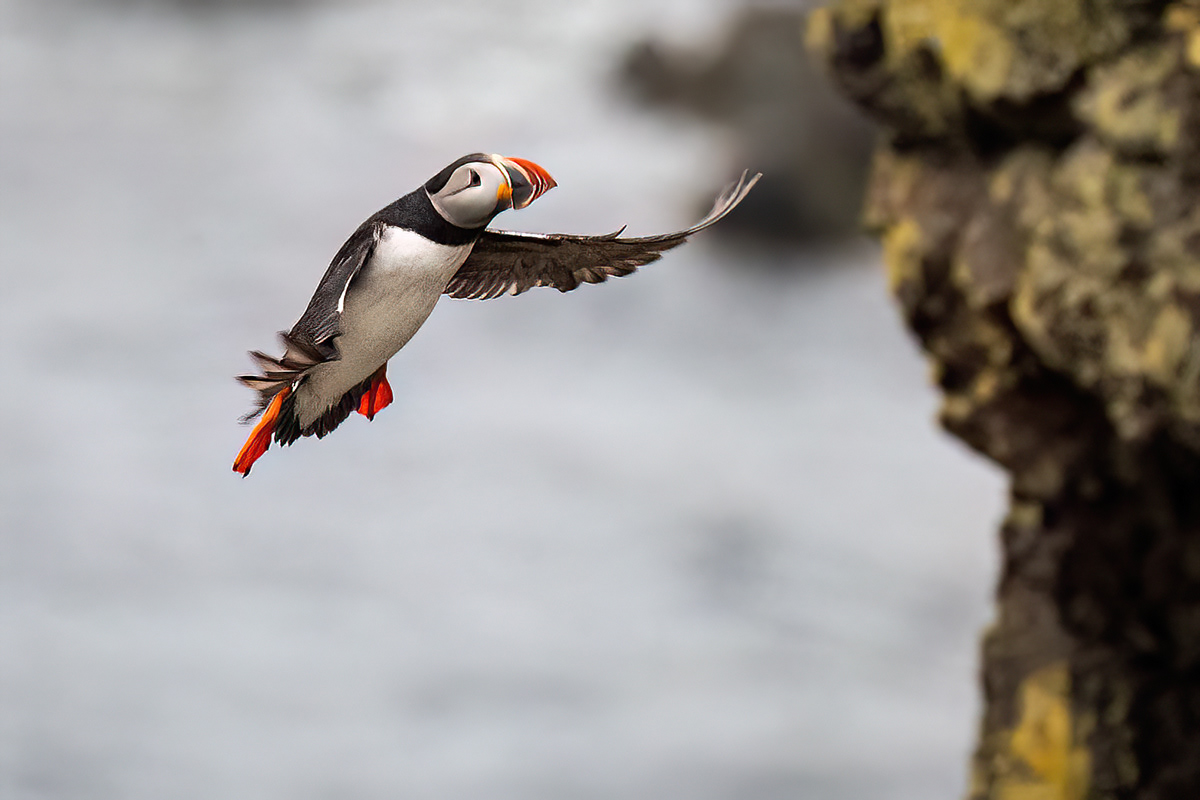 Puffin in Látrabjarg sea cliffs