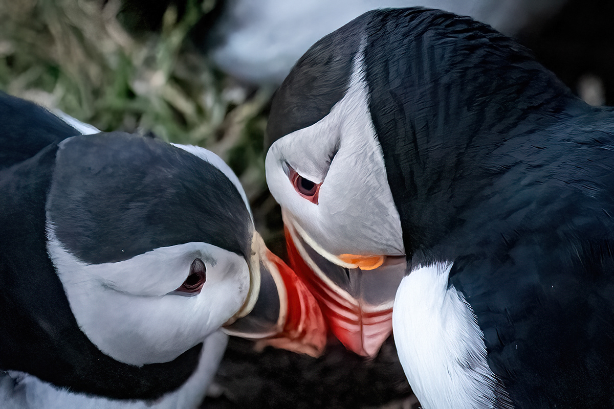 Puffin at Borgarfjörður eystri