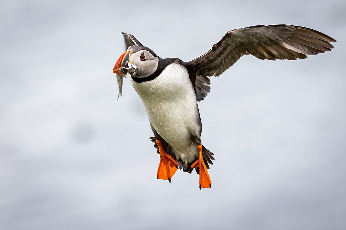 Puffins at Borgarfjörður eystri