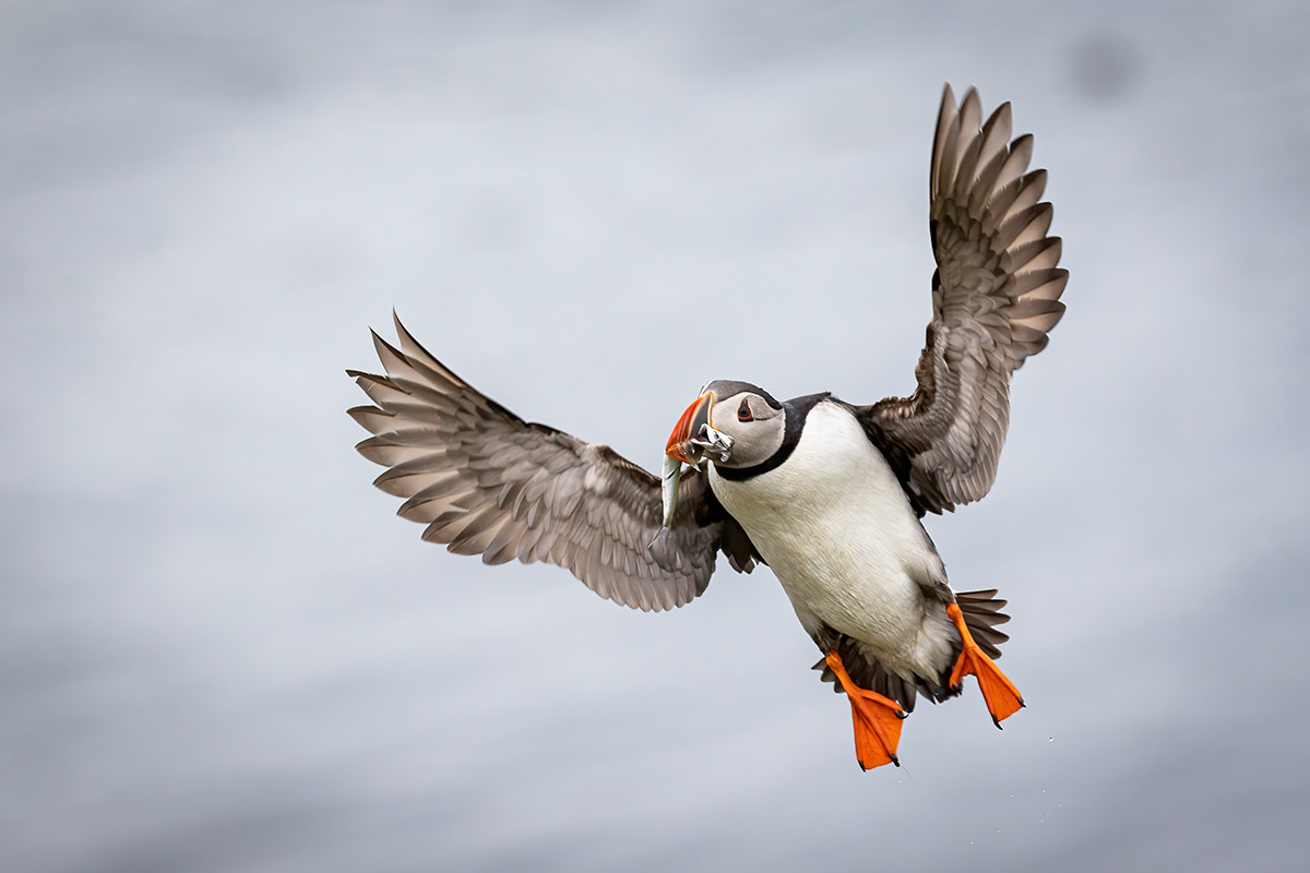°Puffins at Borgarfjörður eystri