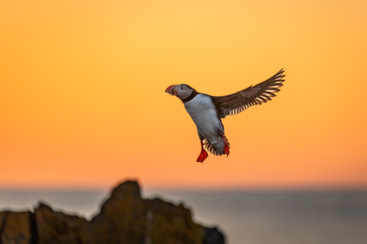 Puffin at Borgarfjörður eystri