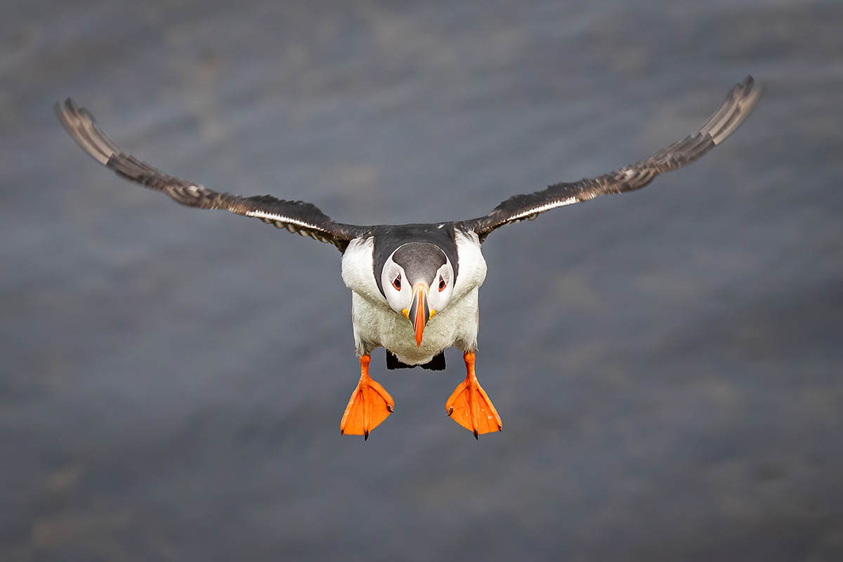 Puffins at Borgarfjörður eystri