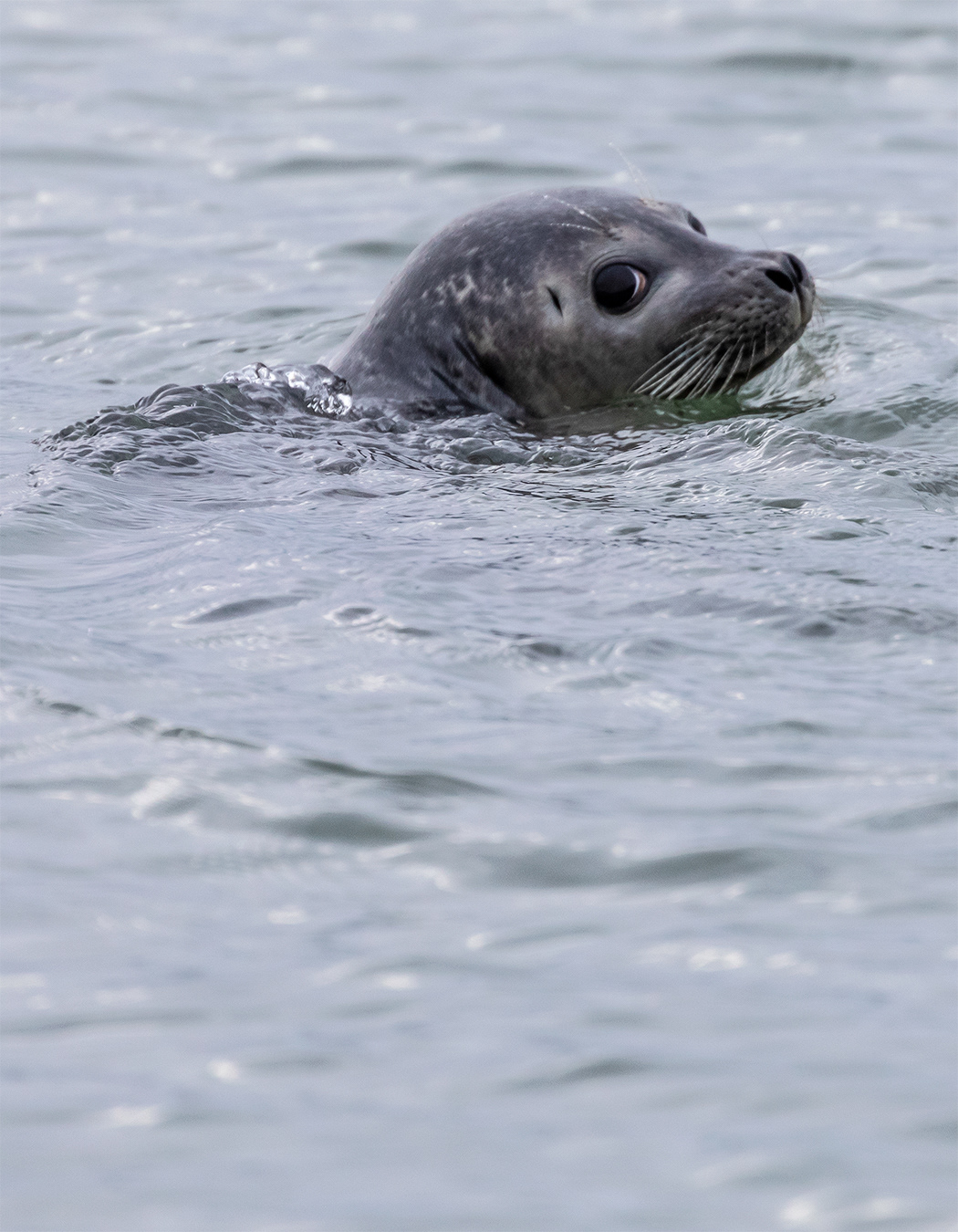 Seal at glacier lagoon
