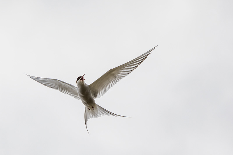 Artic tern