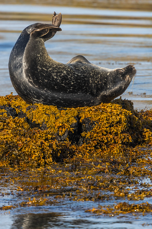 Seals at Ytri Tunga