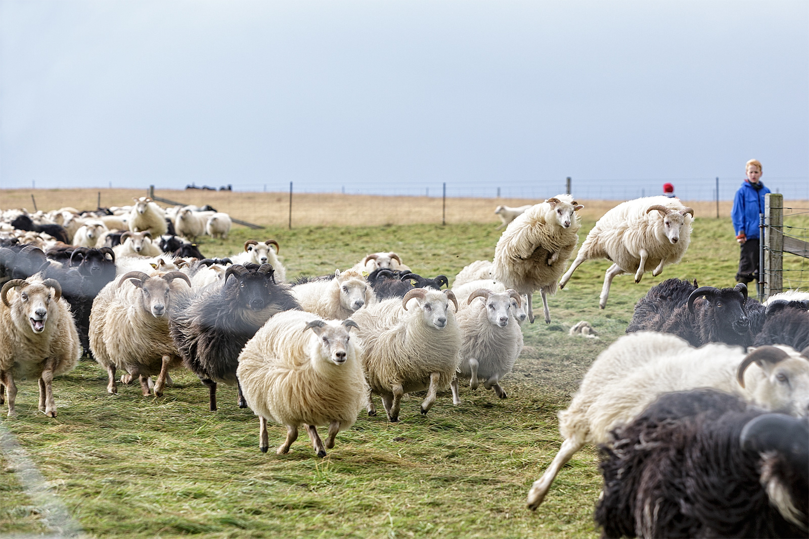 Sheep gathering in the autumn