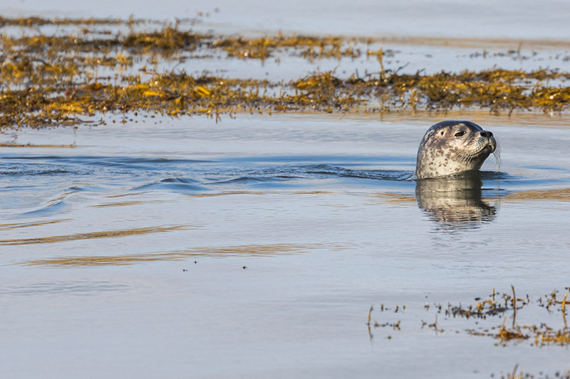 Seals at Ytri Tunga