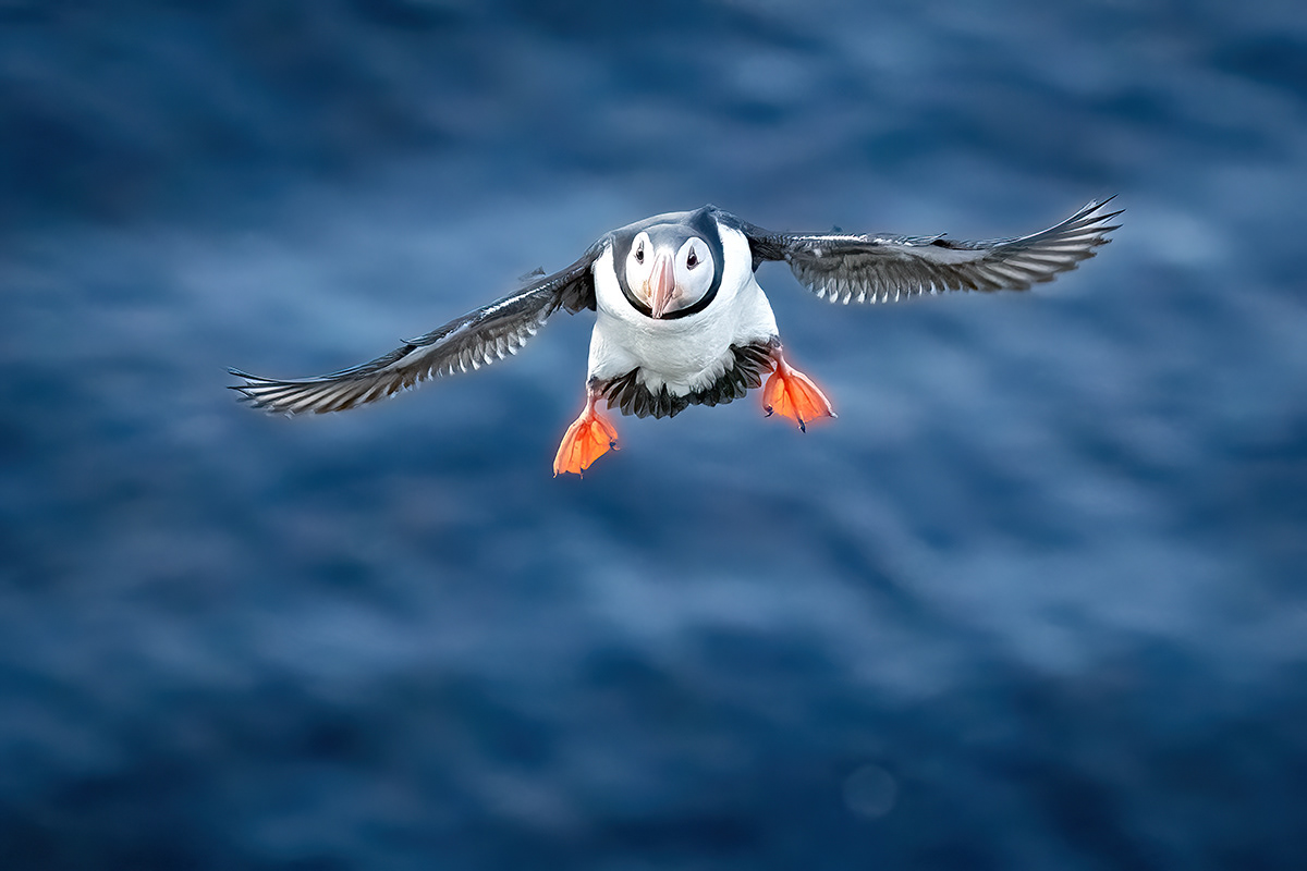 Puffin at Borgarfjörður eystri