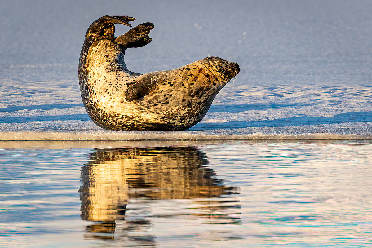 Seal at glacier lagoon