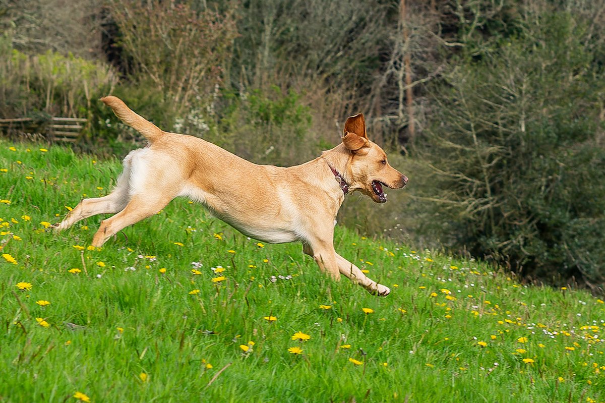 Frisbee chasing