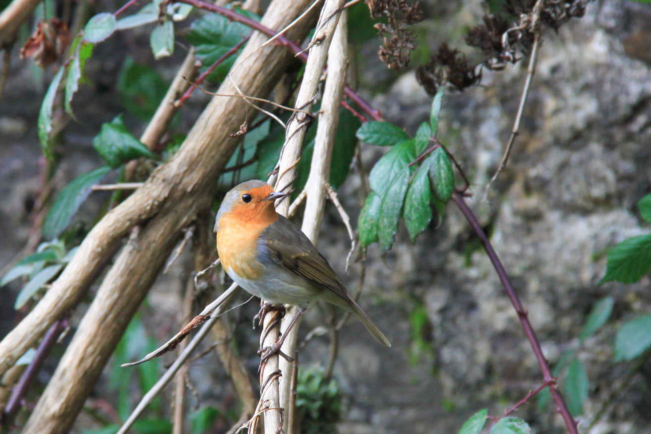 Robin at Newquay