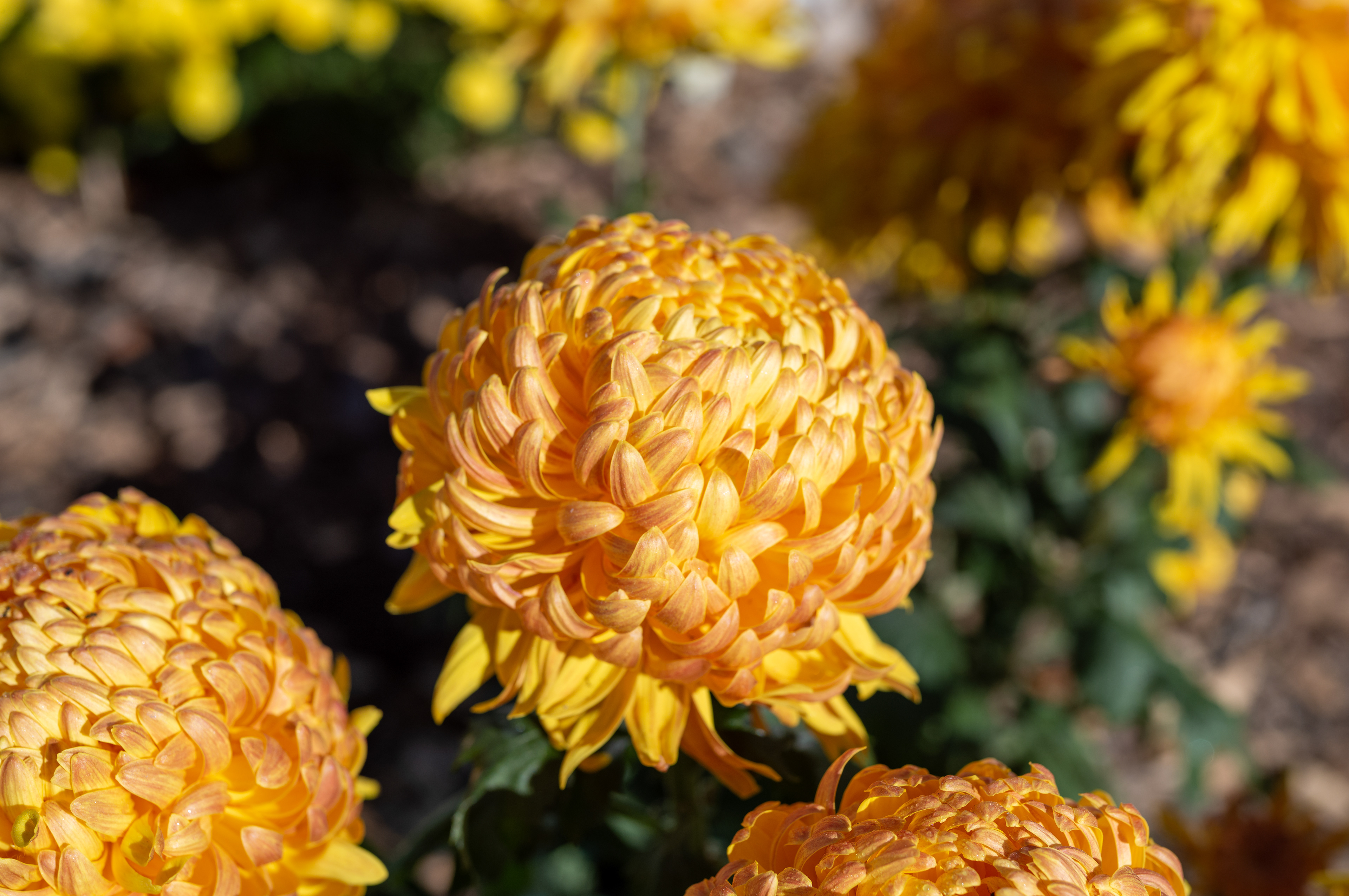 Flowers - Merano (BZ)