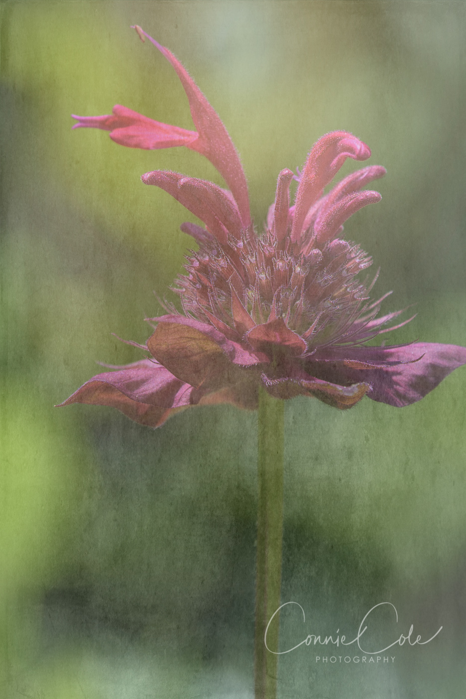 Bee Balm